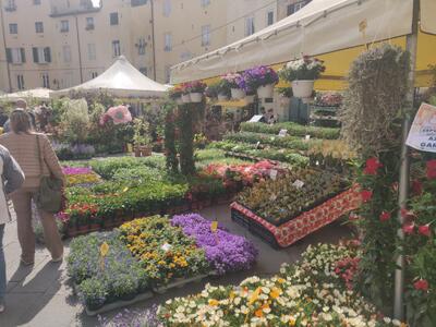 La fiera più amata dai lucchesi: dal 23 al 27 aprile tornano i fiori e i dolciumi di Santa Zita