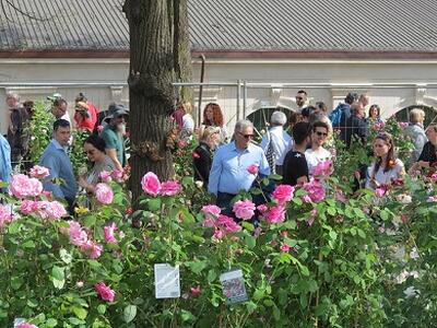 Torna VerdeMura una delle più grandi manifestazioni del verde: il fiore simbolo sarà la rosa 