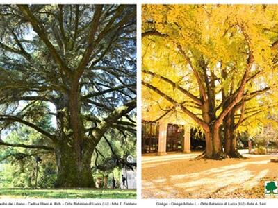Alberi Monumentali d'Italia: all'Orto botanico una mostra fotografica promossa da RAMI- Registro degli Alberi Monumentali Italiani