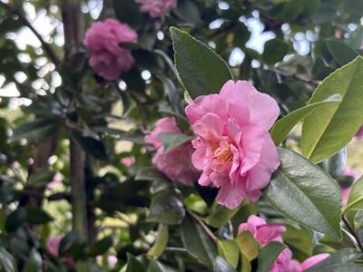 Tè, fioriture e sapori locali per le "Camelie d'autunno"