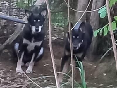 Cani in cerca di nuove famiglie: il Comune di Lucca promuove e patrocina il progetto dei "buCANIeri"