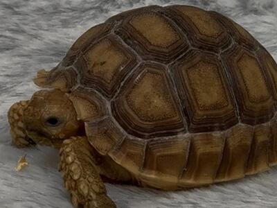 La tartaruga Sulcata: un gigante dell'Africa