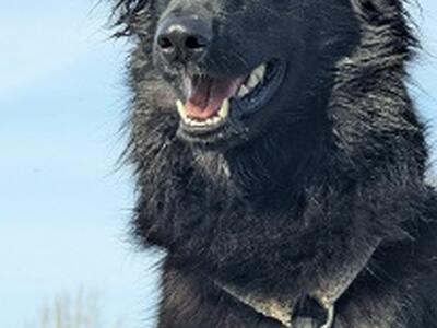 Kora dispersa nel Serchio da martedì: si cercano testimoni