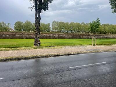 All'ex Campo Balilla è tornata l'erba alla faccia di chi aveva protestato