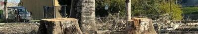 "Alla scuola primaria di Gragnano sono stati abbattuti tre alberi"