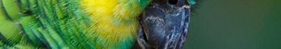 La regina verde del Sudamerica: vita e cure dell'amazzone fronte blu, tra natura e cattività