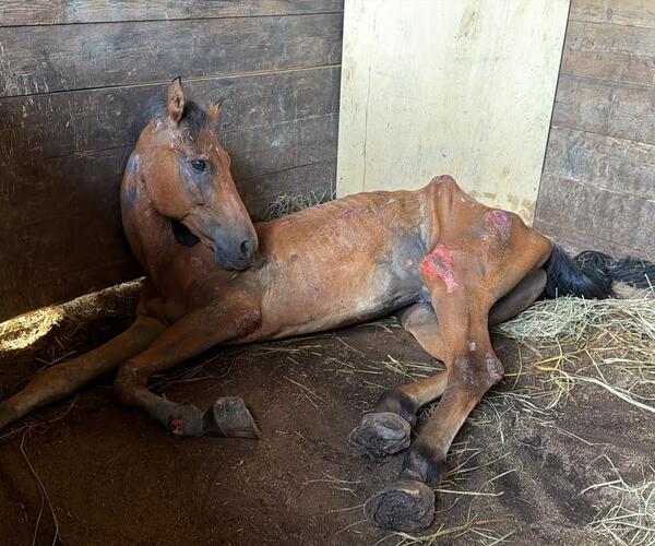 Cavallo lasciato morire in condizioni vergognose: scatta l'indagine a Pescaglia