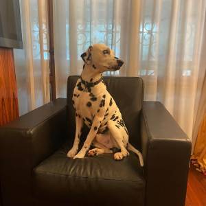 d1e1c5ae-2611-4de3-be36-fccfb801e166