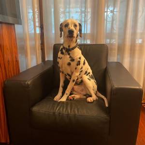 d9dab085-f9b0-4cf6-b652-cfb7efc22c67