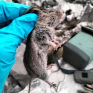 Foto Arvicola delle nevi 1